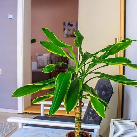 Bb Downtown アパート *